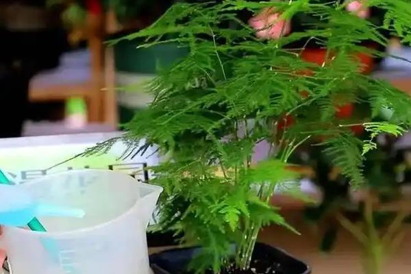 文竹干尖的原因,主要是光照过强、温度过高等因素所致