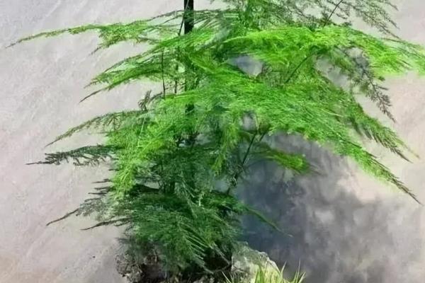 文竹干尖的原因,主要是光照过强、温度过高等因素所致