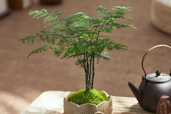 文竹干尖的原因,主要是光照过强、温度过高等因素所致