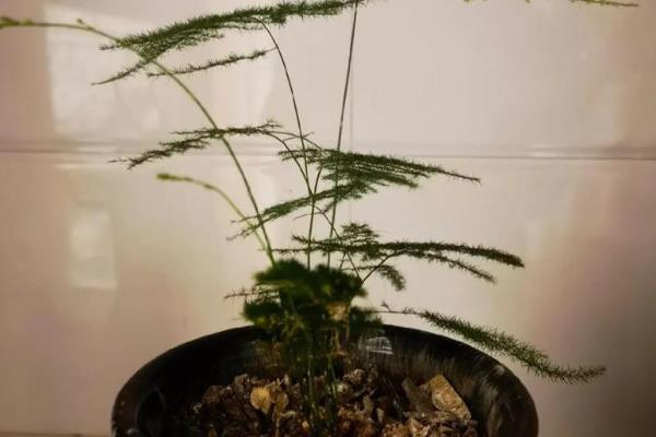 文竹干尖的原因,主要是光照过强、温度过高等因素所致