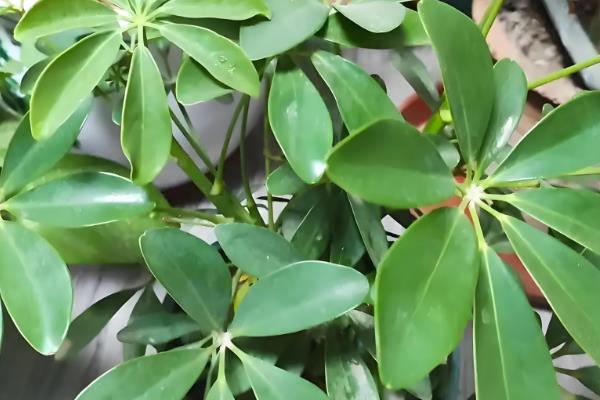 七叶莲的养殖方法,春秋季节每隔3-4天浇一次水