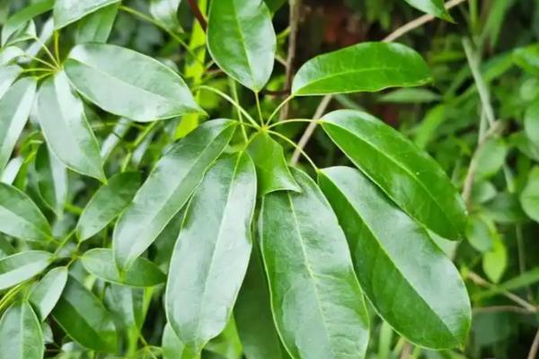 七叶莲的养殖方法,春秋季节每隔3-4天浇一次水