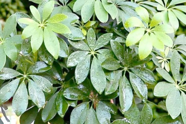 七叶莲的养殖方法,春秋季节每隔3-4天浇一次水
