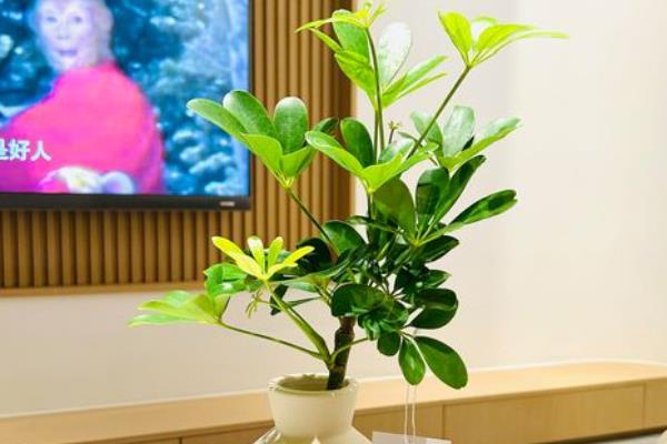 七叶莲的养殖方法,春秋季节每隔3-4天浇一次水