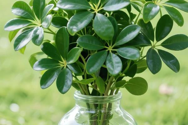 七叶莲的养殖方法,春秋季节每隔3-4天浇一次水