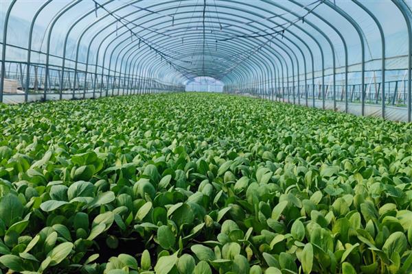 植物转基因技术有什么优点和缺点，可以降低生产成本但长期种植会影响生态环境