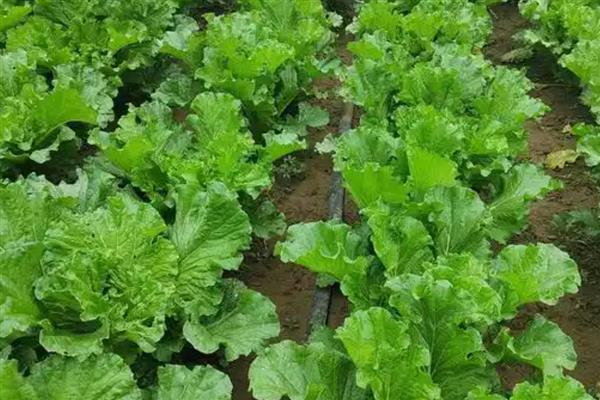 植物转基因技术有什么优点和缺点，可以降低生产成本但长期种植会影响生态环境