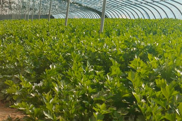 植物转基因技术有什么优点和缺点，可以降低生产成本但长期种植会影响生态环境