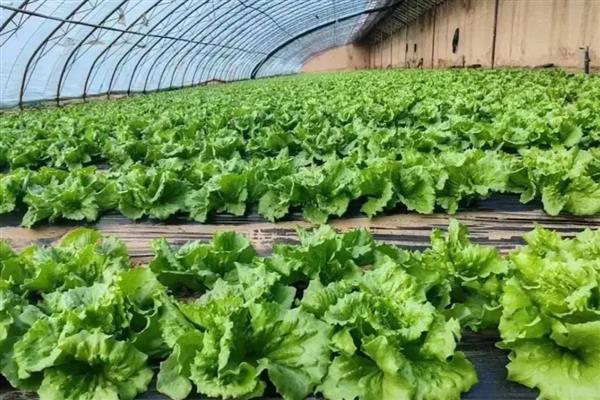 植物转基因技术有什么优点和缺点，可以降低生产成本但长期种植会影响生态环境