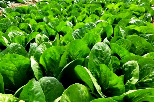 植物转基因技术有什么优点和缺点，可以降低生产成本但长期种植会影响生态环境