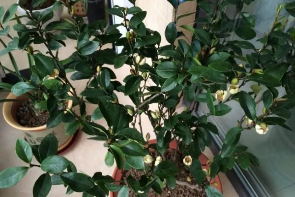 含笑花的养殖方法,平时要保持盆土湿润