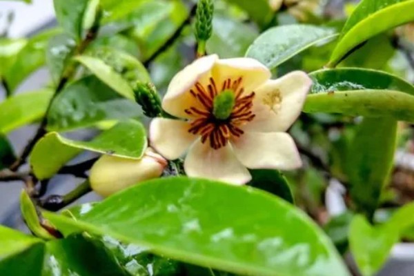 含笑花的养殖方法,平时要保持盆土湿润