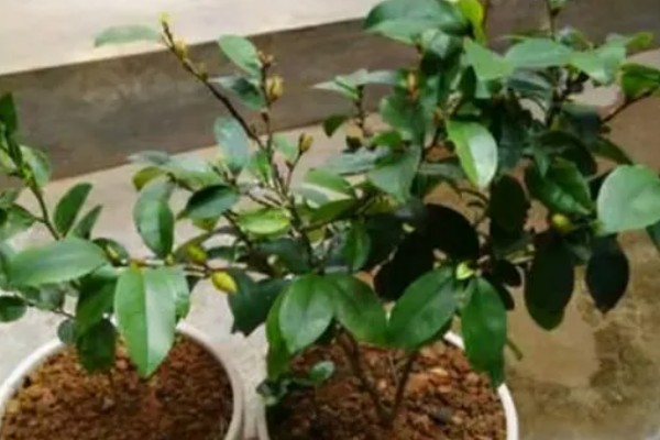 含笑花的养殖方法,平时要保持盆土湿润