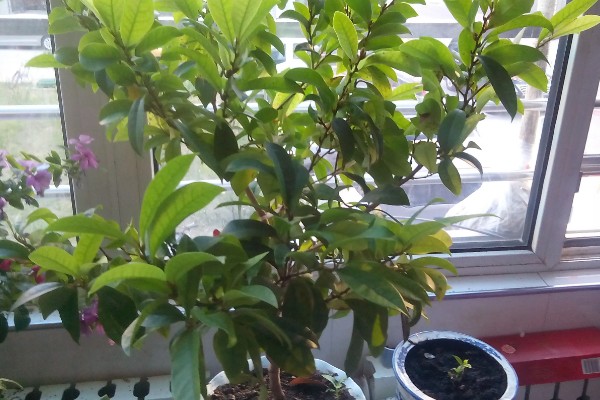 含笑花的养殖方法,平时要保持盆土湿润