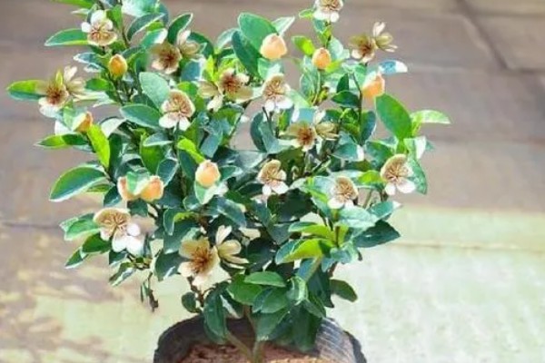 含笑花的养殖方法,平时要保持盆土湿润