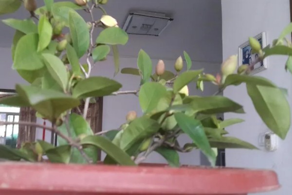 含笑花的养殖方法,平时要保持盆土湿润