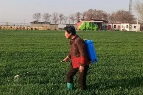 陶氏优先除草剂的使用注意事项，不可在小麦起身拔节后使用
