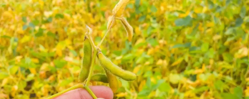 大豆适合追肥施什么肥，初花期追施氮肥