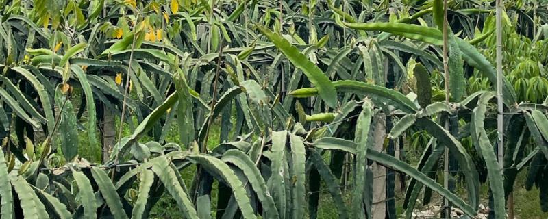 火龙果的种植方法，生长适温25-35℃