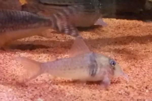 鼠鱼是热带鱼还是冷水鱼,鼠鱼是热带鱼