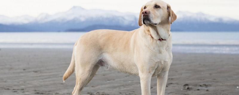 大型犬的种类，有拉布拉多、阿拉斯加雪橇犬等