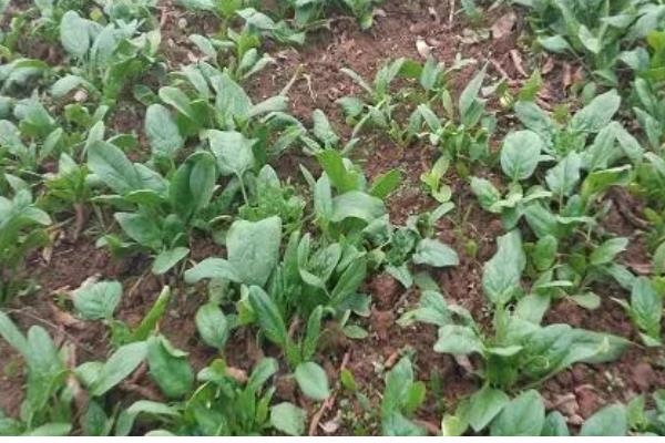 什么时候种冬菠菜，在10-11月种