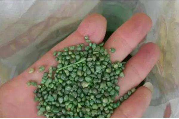什么时候种冬菠菜，在10-11月种