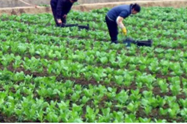 什么时候种冬菠菜，在10-11月种