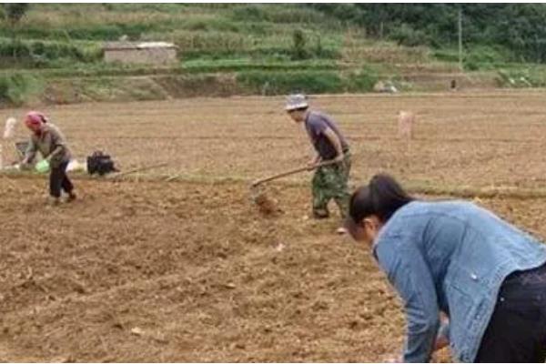 什么时候种冬菠菜，在10-11月种