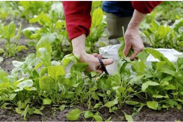 什么时候种冬菠菜，在10-11月种