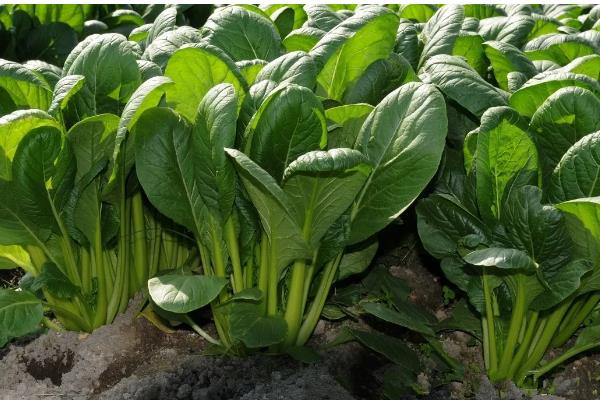 什么时候种冬菠菜，在10-11月种