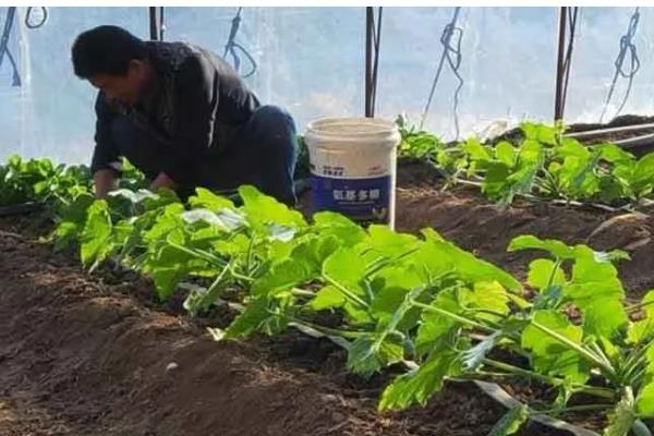 什么时候种冬菠菜，在10-11月种