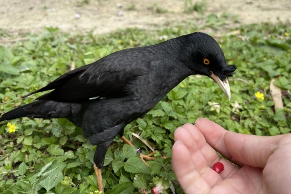 八哥甩食的原因，可能是食物味道太淡所致