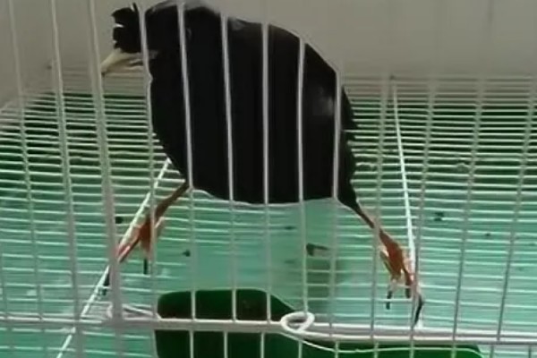 八哥甩食的原因，可能是食物味道太淡所致