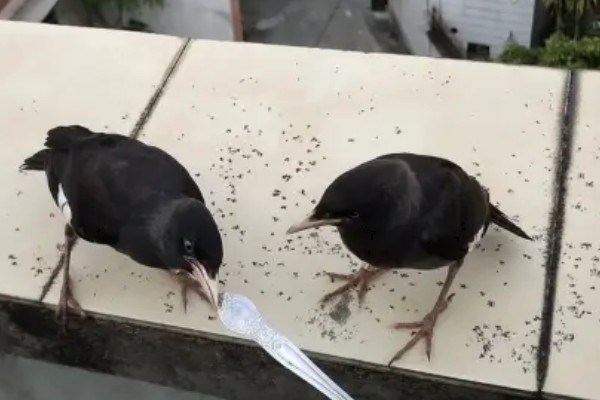 八哥甩食的原因，可能是食物味道太淡所致