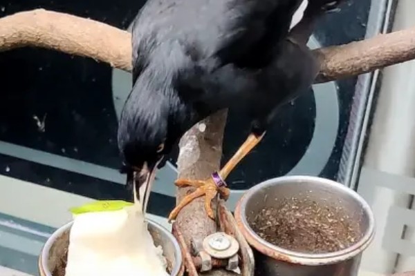 八哥甩食的原因，可能是食物味道太淡所致