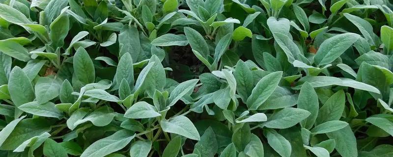 穿心莲属于什么植物，属于一年生草本植物