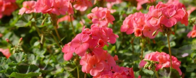 洋绣球花有没有毒，其全株都含毒性
