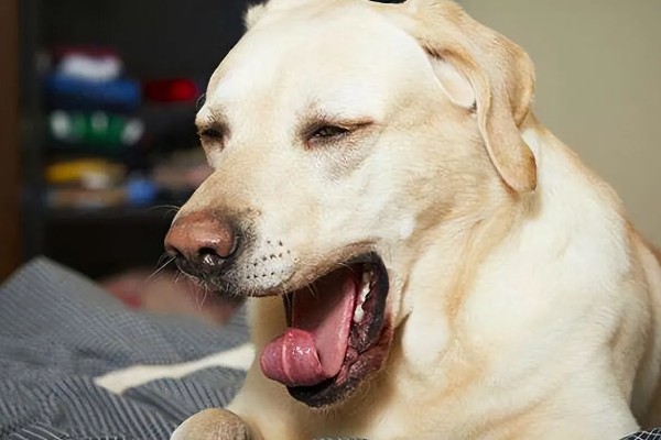 犬窝咳是如何来的，一般是由细菌或者是病毒感染而来