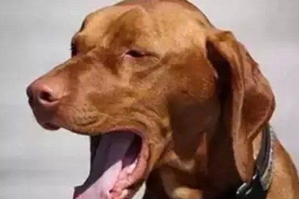 犬窝咳是如何来的，一般是由细菌或者是病毒感染而来
