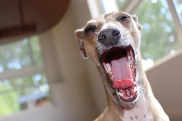 犬窝咳是如何来的，一般是由细菌或者是病毒感染而来