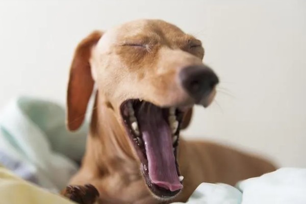 犬窝咳是如何来的，一般是由细菌或者是病毒感染而来