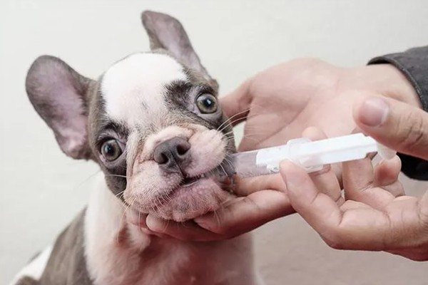 犬窝咳是如何来的，一般是由细菌或者是病毒感染而来