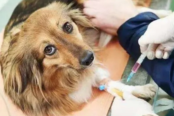 犬窝咳是如何来的，一般是由细菌或者是病毒感染而来