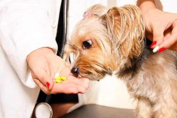 犬窝咳是如何来的，一般是由细菌或者是病毒感染而来