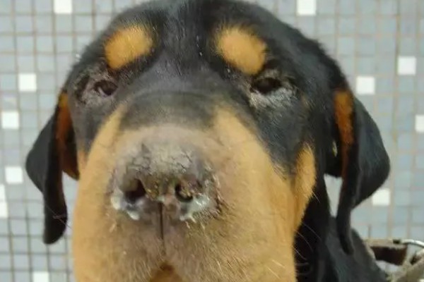 犬窝咳是如何来的，一般是由细菌或者是病毒感染而来