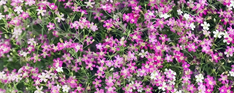 有哪些花朵小的花，有满天星、非洲堇等