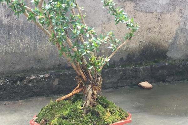 水杨梅的简介,属于茜草科植物