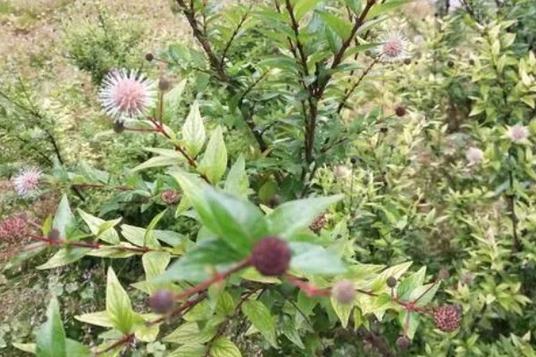 水杨梅的简介,属于茜草科植物