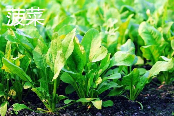 冬季可以种什么,可以种植菠菜、香菜等